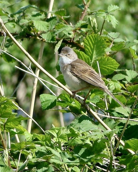 whitethroat